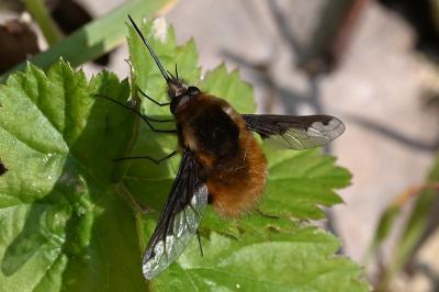 <i>Bombylius major</i>