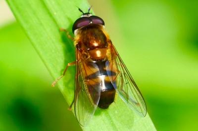 <i>Epistrophe eligans</i>