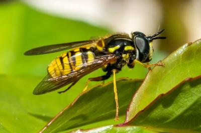 <i>Chrysotoxum cautum</i>