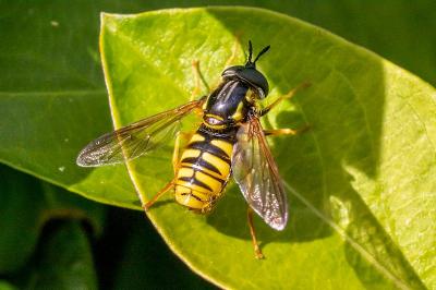 <i>Chrysotoxum cautum</i>