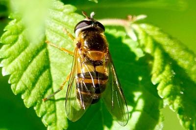 <i>Epistrophe eligans</i>