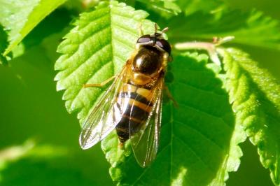 <i>Epistrophe eligans</i>