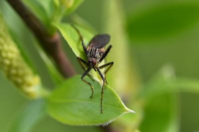 <i>Empis</i>