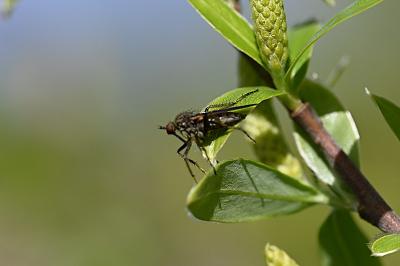 <i>Empis</i>