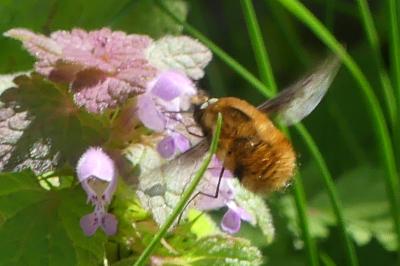 <i>Bombylius major</i>