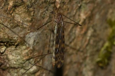 <i>Limonia nubeculosa</i>