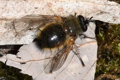 <i>Tachina lurida</i>