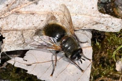 <i>Tachina lurida</i>