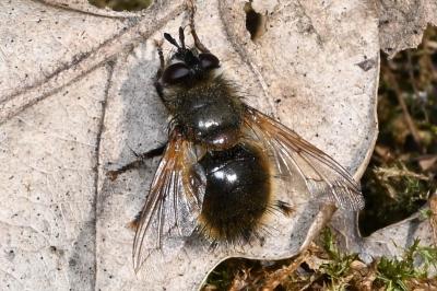 <i>Tachina lurida</i>