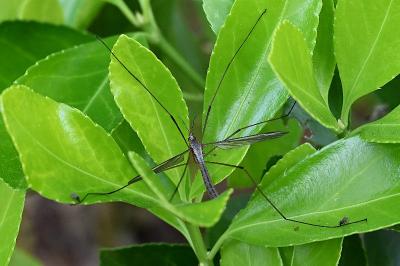 <i>Tipula</i>