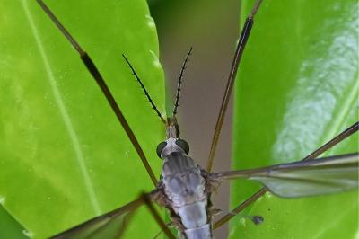 <i>Tipula</i>