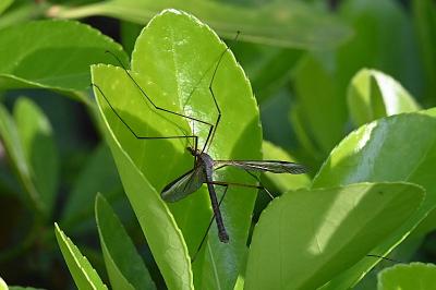 <i>Tipula</i>
