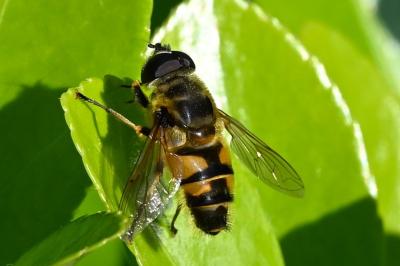 <i>Eristalis tenax</i>