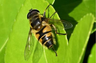 <i>Eristalis tenax</i>