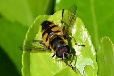 <i>Eristalis tenax</i>