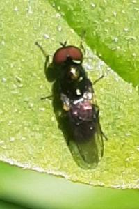 <i>Oxycera</i>