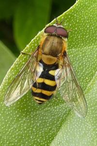 <i>Syrphus</i>