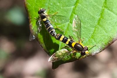 <i>Sphaerophoria scripta</i>