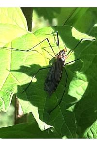 <i>Nephrotoma crocata</i>