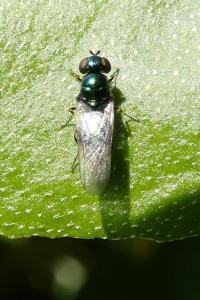 <i>Microchrysa polita</i>