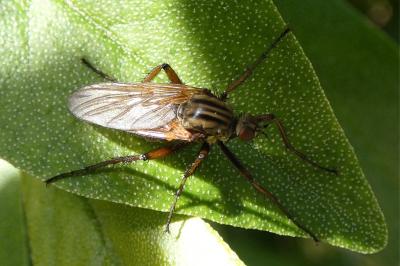 <i>Empis tessellata</i>