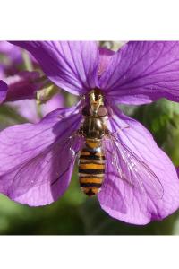 <i>Episyrphus balteatus</i>