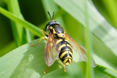 <i>Chrysotoxum festivum</i>