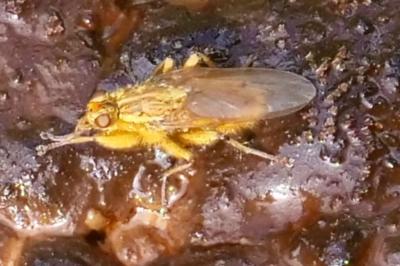 <i>Scathophaga stercoraria</i>