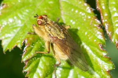 <i>Scathophaga stercoraria</i>