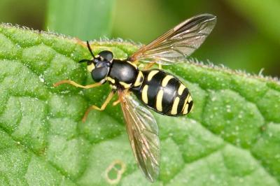 <i>Chrysotoxum vernale</i>