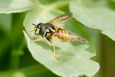 <i>Chrysotoxum cautum</i>