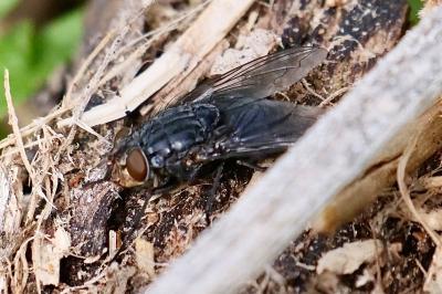 <i>Calliphora vicina/vomitoria</i>