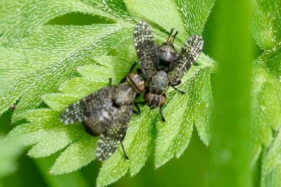 <i>Platystoma seminationis</i>