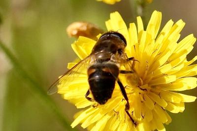 <i>Eristalis tenax</i>