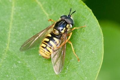 <i>Chrysotoxum cautum</i>