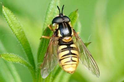 <i>Chrysotoxum cautum</i>