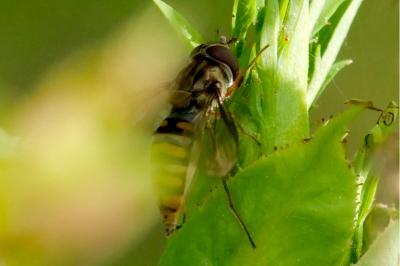 <i>Episyrphus balteatus</i>