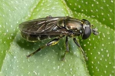 <i>Eumerus strigatus</i>