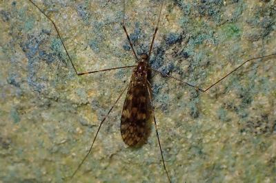 <i>Limonia nubeculosa</i>