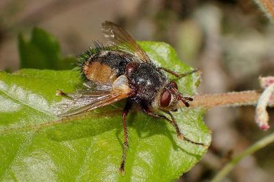 <i>Tachina fera</i>