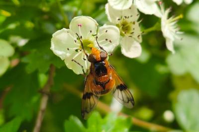 <i>Volucella inflata</i>