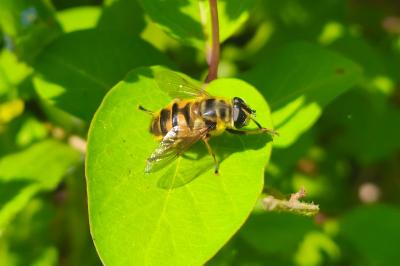<i>Myathropa florea</i>