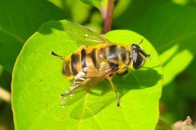 <i>Myathropa florea</i>