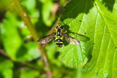 <i>Philhelius dives</i>