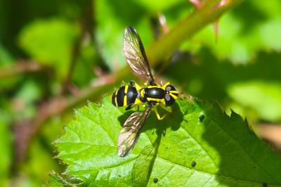 <i>Philhelius dives</i>