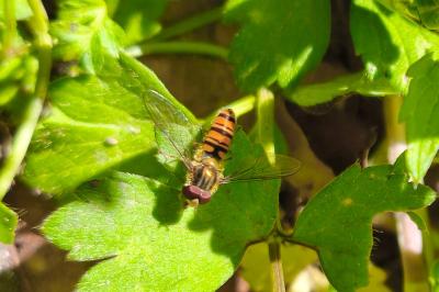 <i>Episyrphus balteatus</i>