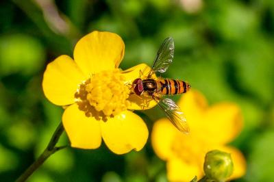 <i>Episyrphus balteatus</i>