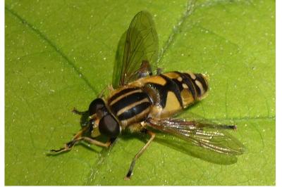 <i>Helophilus pendulus</i>