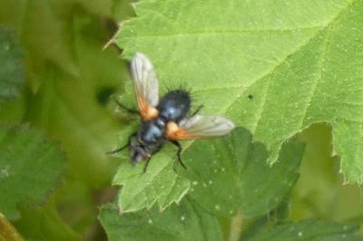 <i>Pelatachina tibialis</i>