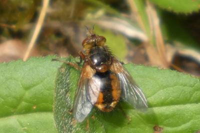 <i>Tachina fera</i>